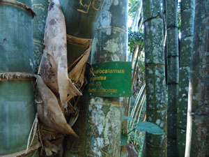 Large Bamboo Trees